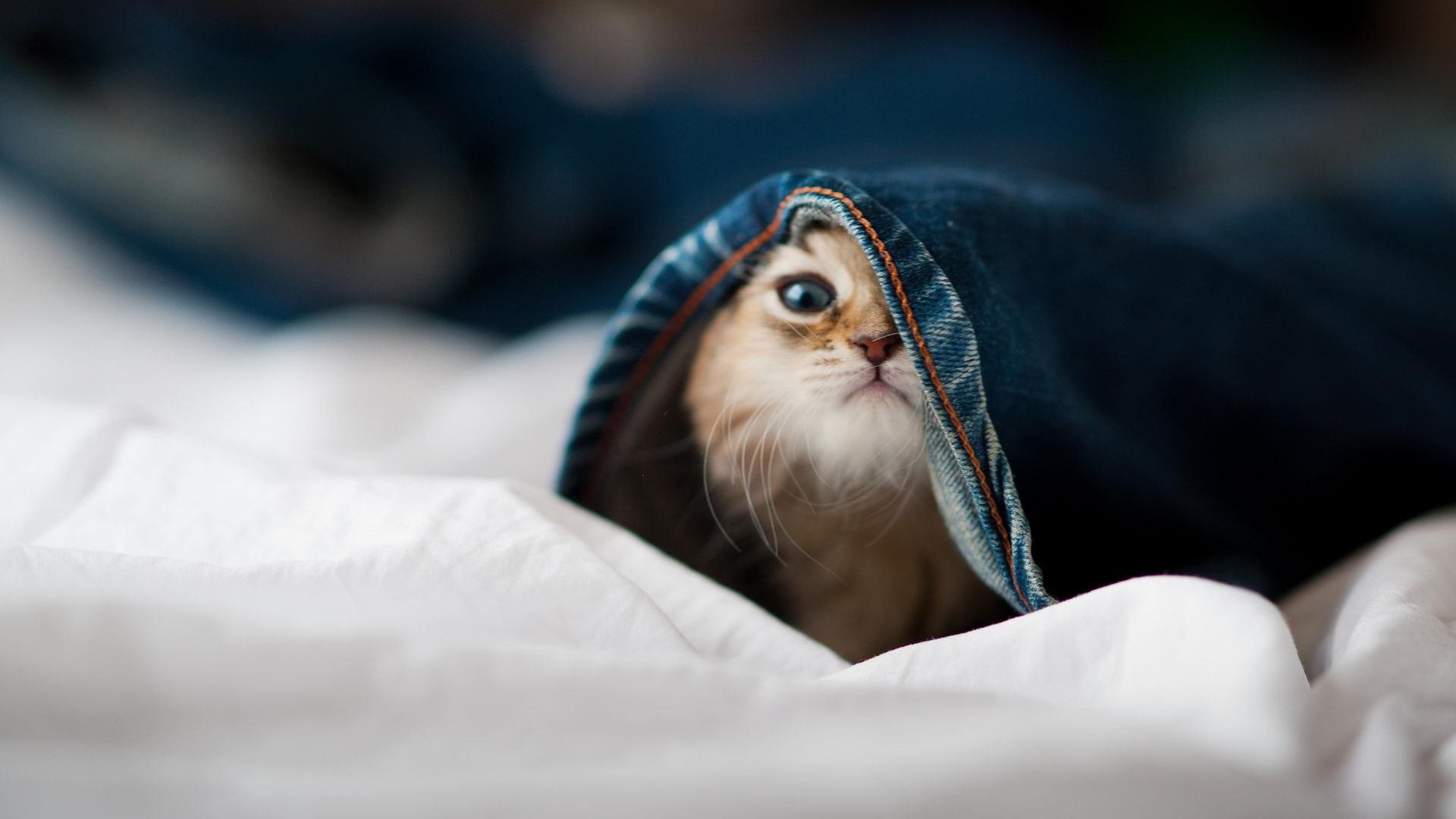 开云·体育官方网站入口-“宽板滑水:东三叉湖赛场创新运动,激情无限”